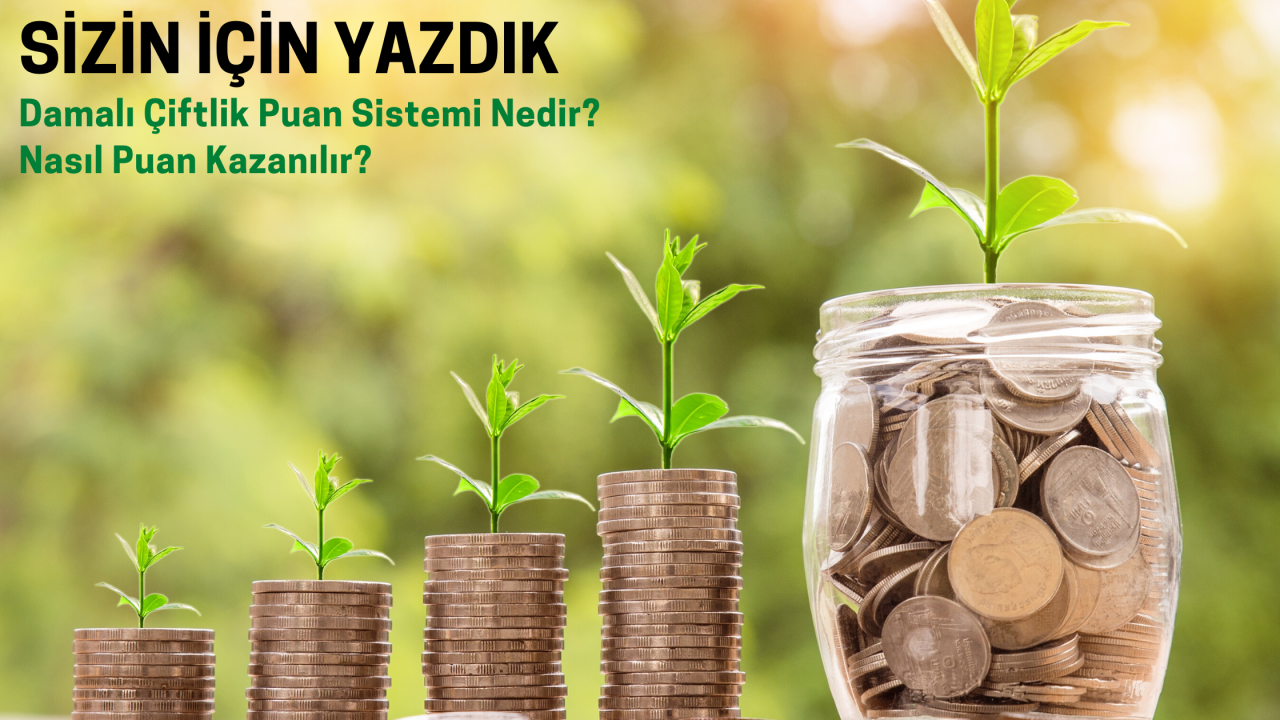 Damalı Çiftlik Puan Sistemi Nedir? Nasıl Kullanılır?